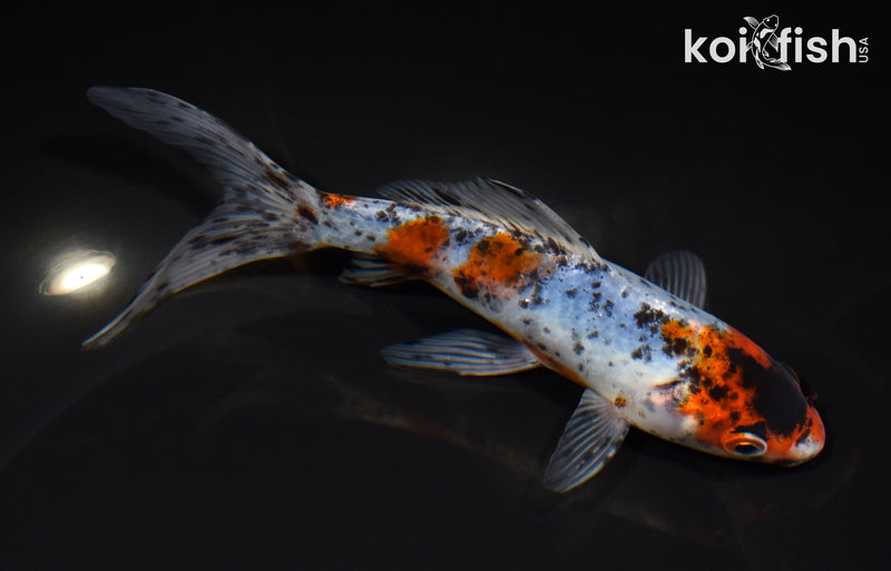 7" SHUBUNKIIN GOLDFISH