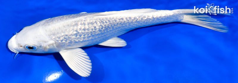 6.5" GINRIN PLATINUM OGON