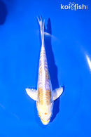 5" DOITSU LEMON HARIWAKE