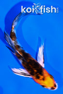5" YAMATO NISHIKI BUTTERFLY