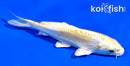 4.5" DOITSU HARIWAKE