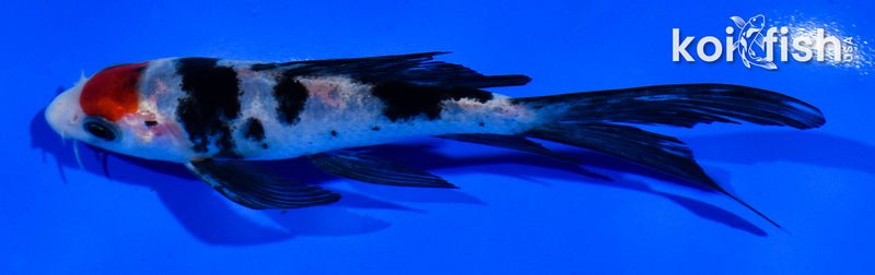 5" TANCHO SANKE BUTTERFLY