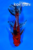 6.5" CALICO WATONAI GOLDFISH