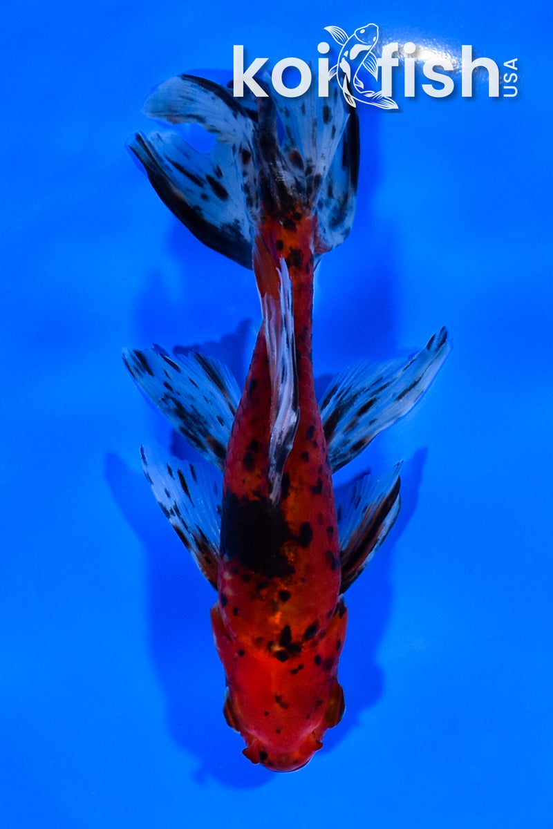 6.5" CALICO WATONAI GOLDFISH