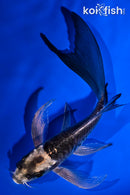 5.75" KIKOKURYU BUTTERFLY