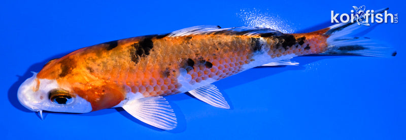 5" YAMATO NISHIKI