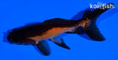 4.75" WATONAI GOLDFISH