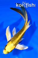 7" MI MATSUBA BUTTERFLY