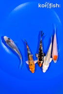 PACK OF (5) 4-4.25" STANDARD KOI