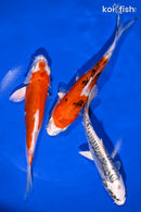 PACK OF (3) 6-7" IMPERFECT STANDARD KOI