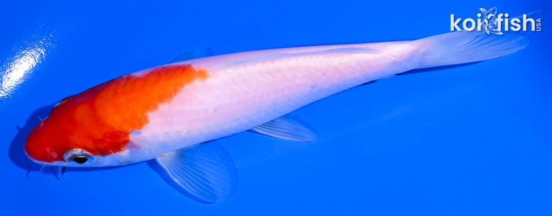 5.5" KOHAKU