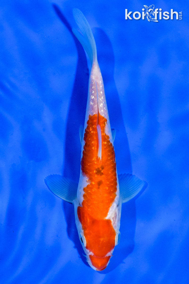 6" GINRIN KOHAKU