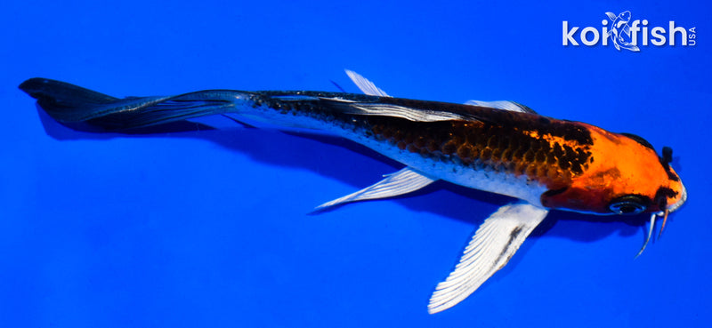 5.5" KUJAKU BUTTERFLY