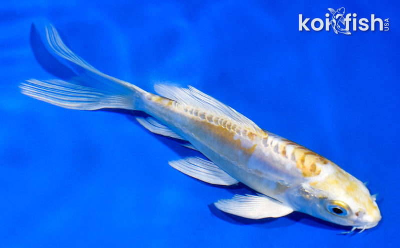 5" DOITSU HARIWAKE BUTTERFLY