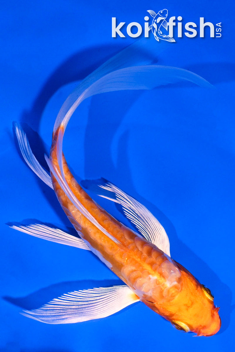 6" ARAGOKE HARIWAKE BUTTERFLY