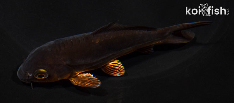 4.5" BENI KIKOKURYU
