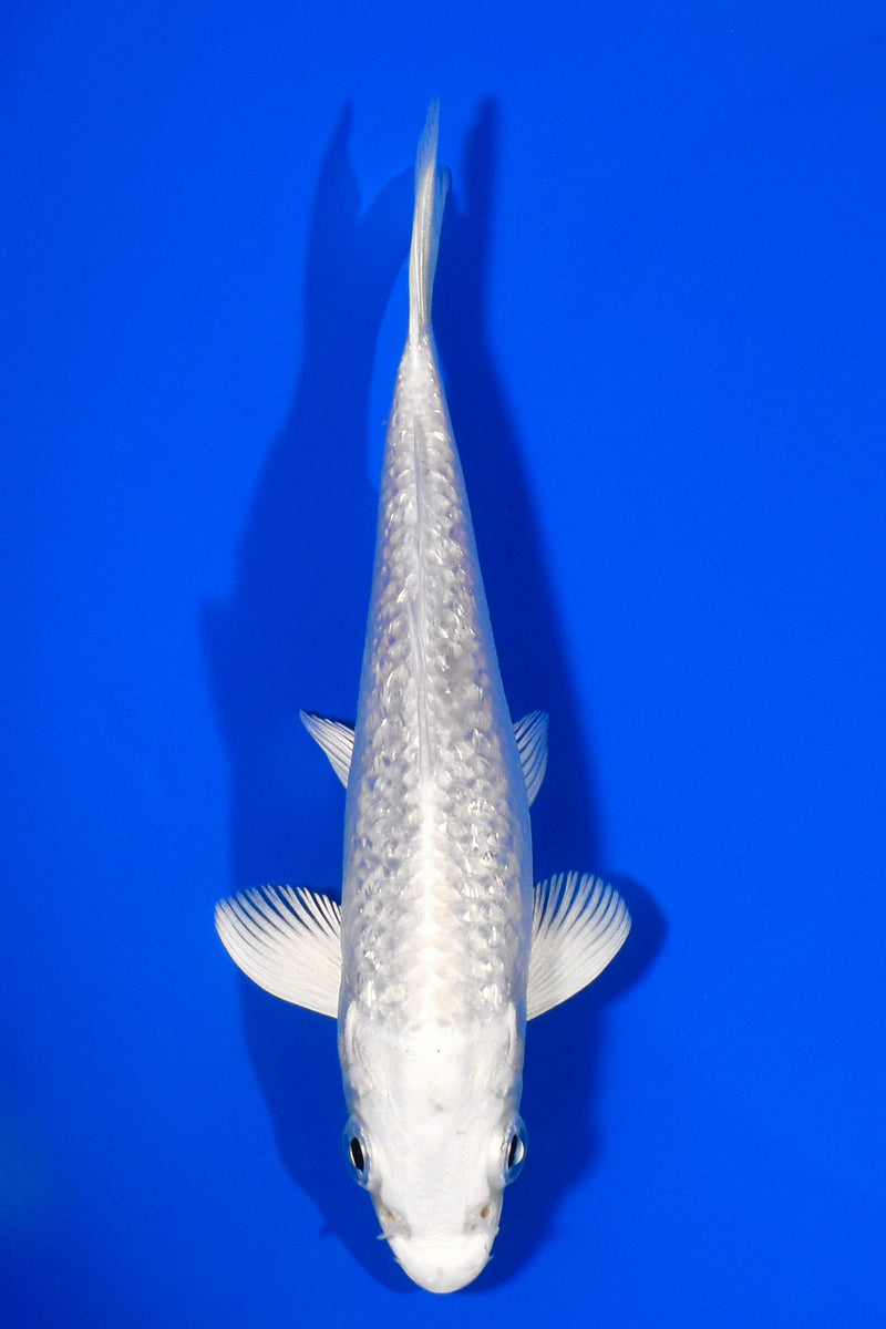5.5" GINRIN PLATINUM OGON