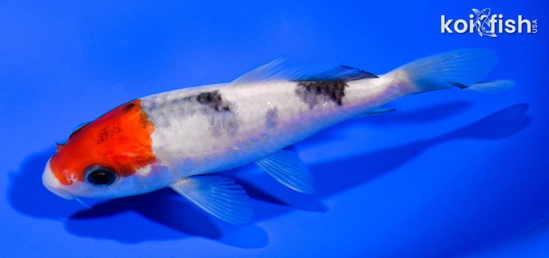 5" TANCHO SANKE