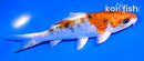 5" YAMATO NISHIKI