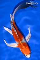 8" KUJAKU BUTTERFLY