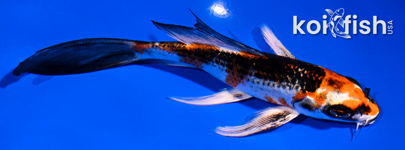 5.5" GINRIN KUJAKU BUTTERFLY