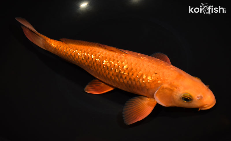 10.75" GINRIN CHAGOI