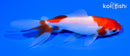 5" SARASA WATONAI GOLDFISH