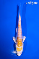 5" ARAGOKE LEMON HARIWAKE