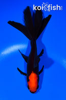 5.75" WATONAI GOLDFISH