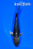 4.75" METALLIC DOITSU OCHIBA SHIGURE