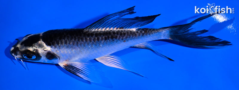 5" BENI GINGA BUTTERFLY