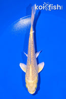 5.75" GINRIN YAMABUKI OGON