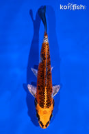 5.5" KUJAKU