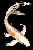 9.25" ARAGOKE LEMON HARIWAKE BUTTERFLY