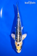 5.5" ARAGOKE KIN KIKOKURYU