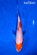 5.5" KOHAKU