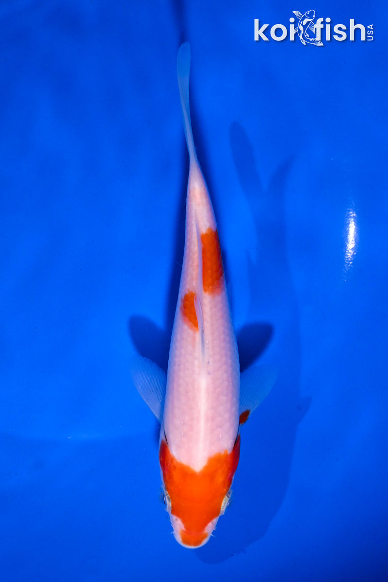 5.5" KOHAKU
