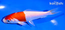 5.5" HARIWAKE
