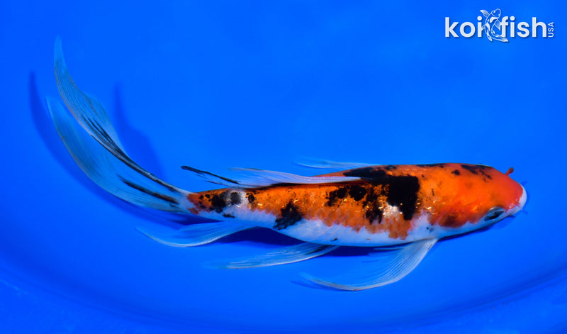 8" GINRIN SANKE BUTTERFLY