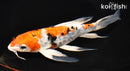 8" ARAGOKE HEISEI NISHIKI BUTTERFLY