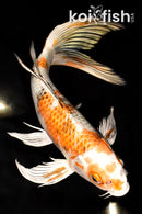 9.5" YAMATO NISHIKI BUTTERFLY