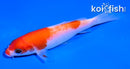 4.5" KOHAKU