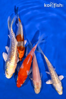 PACK OF (5) 4.25-5" STANDARD KOI