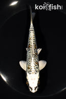 5.75" BENI KIKOKURYU