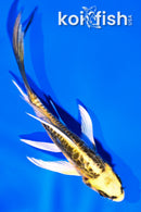 4.5" KIN KIKOKURYU BUTTERFLY