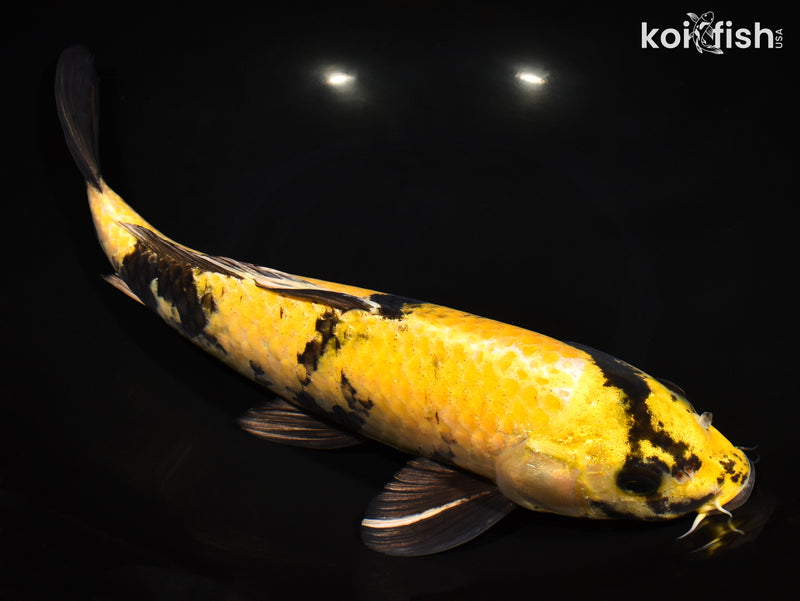 13.5" KI UTSURI