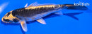 5.5" KIN KIKOKURYU