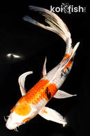 9.5" YAMATO NISHIKI BUTTERFLY