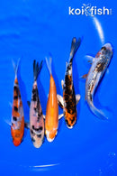PACK OF (5) 4.25-4.5" MIXED STANDARD KOI
