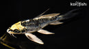 6.5" KIN KIKOKURYU BUTTERFLY